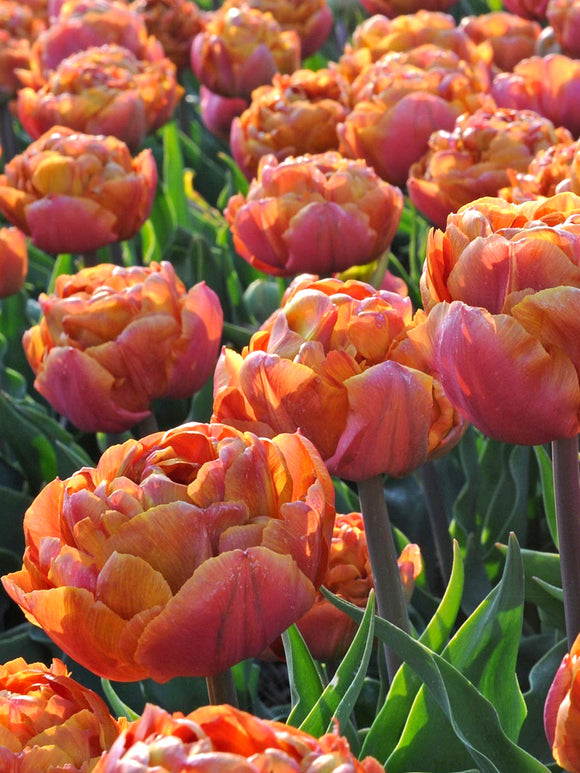 Tulip Caramel rich caramel double blooms