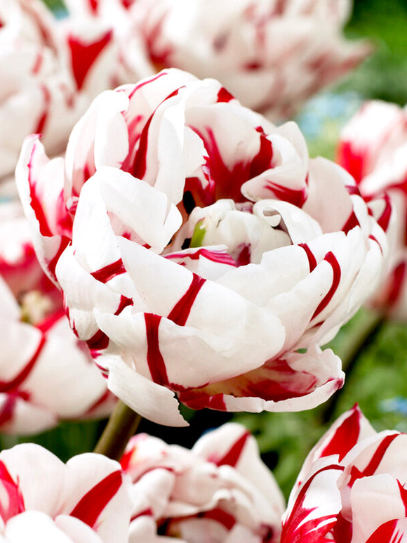 Tulip Bulbs Carnival de Nice