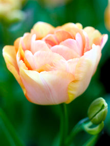 Tulip Charming Beauty®