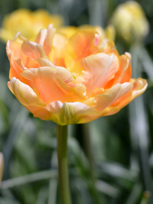 Peach Salmon Tulip Bulbs UK Charming Beauty