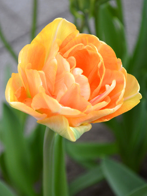 Peach Salmon Tulip Bulbs UK Charming Beauty