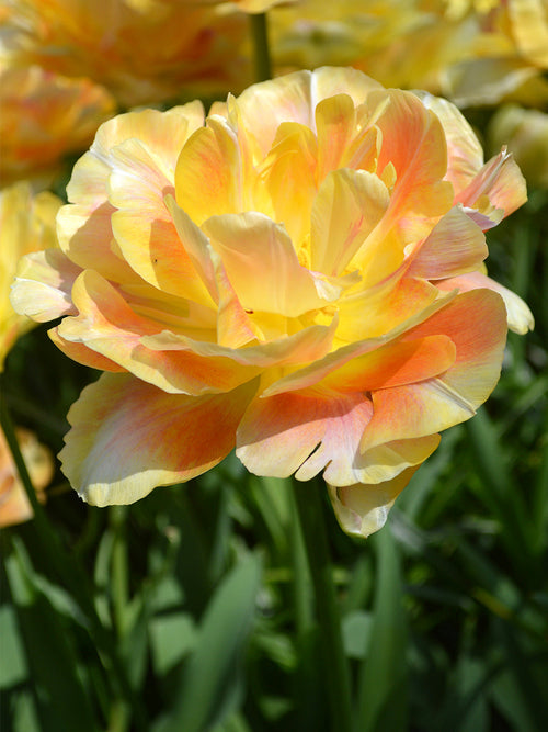 Peach Salmon Tulip Bulbs UK Charming Beauty