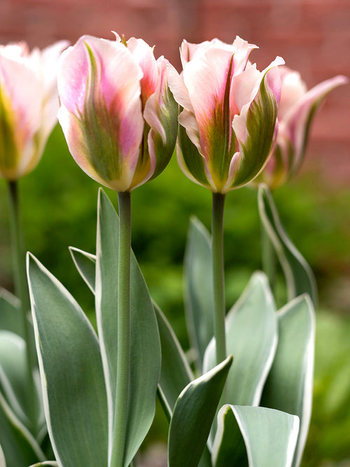 Tulip Bulbs China Town