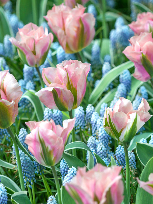 Tulip China Town Bulbs