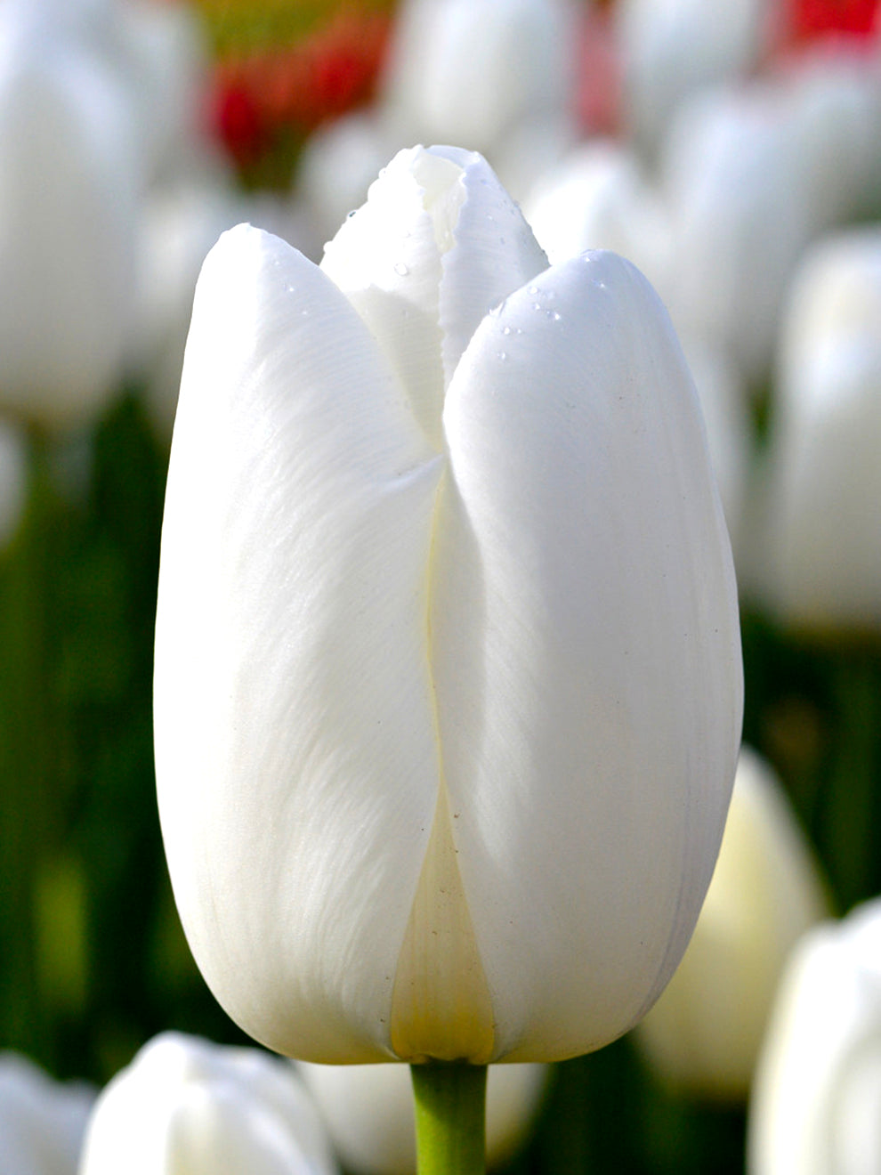 | Brighten Your Garden with Tulips: Shop a wide range of beautiful tulip bulbs | 1Garden.com