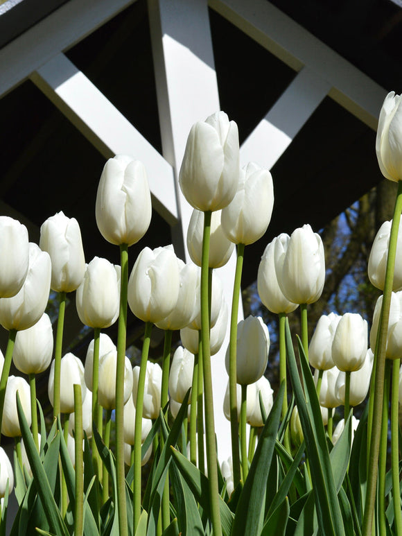 Tulip Clearwater - White tulip bulbs