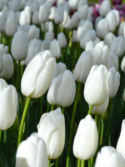 Tulip Flower Bulbs Clearwater