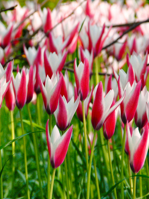 Tulip Clusiana Peppermint Stick delivery to the UK