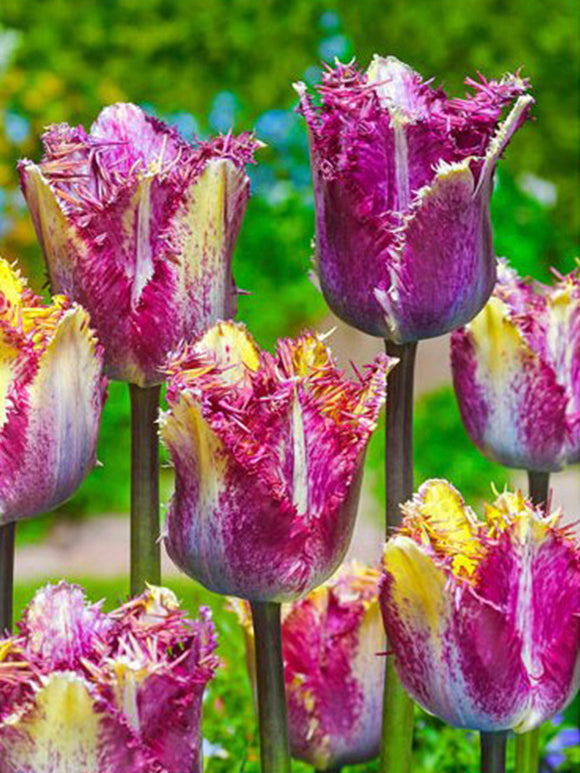Tulip Colour Fusion Bulbs