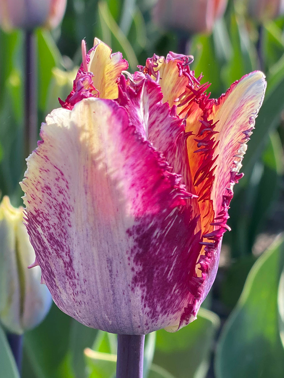 Tulipop Color Tulip Colors Images at Zara Baillieu blog