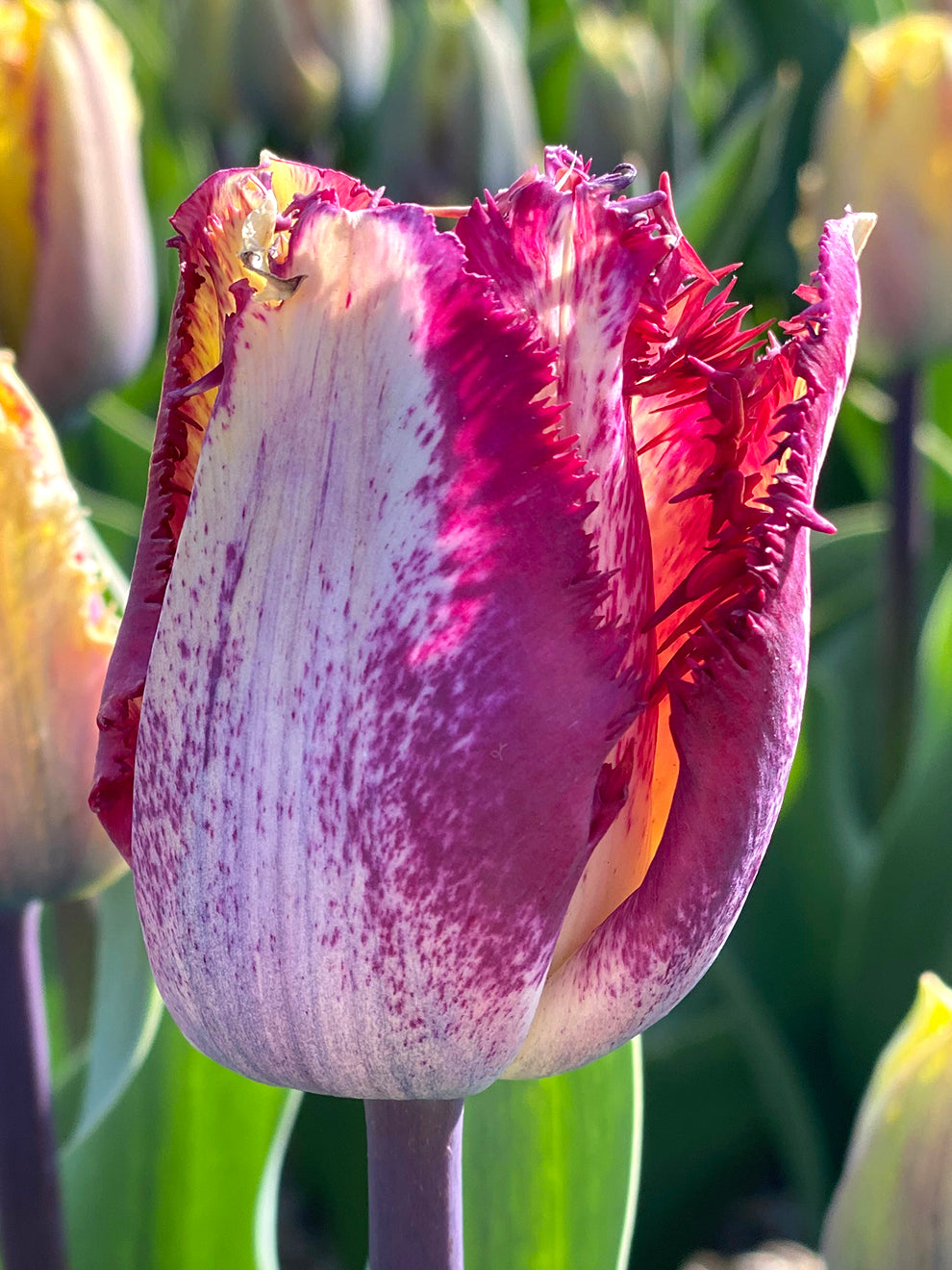 Buy Tulip Bulbs Colour Fusion from Holland DutchGrown™ UK