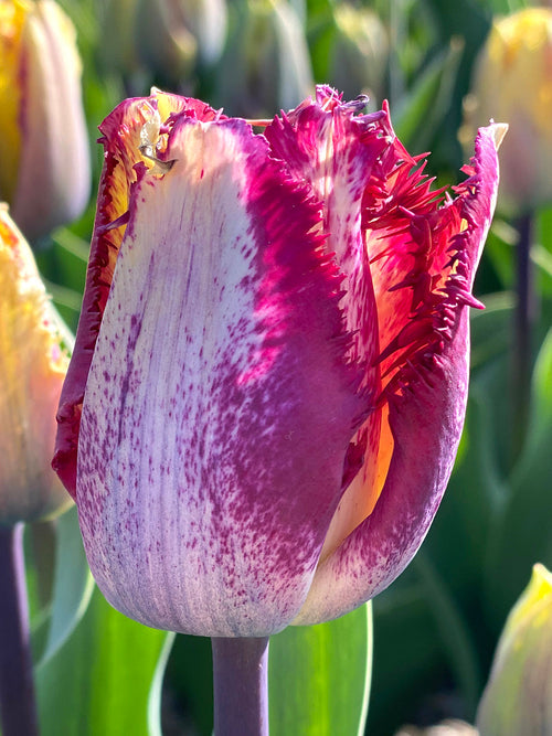 Buy Tulip Bulbs Colour Fusion from Holland DutchGrown™ UK