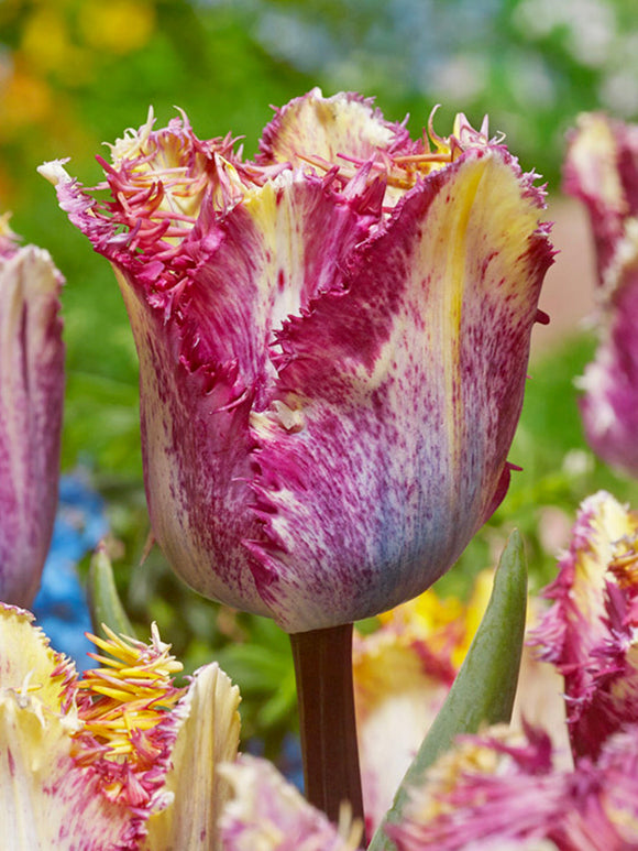 Buy Tulip Colour Fusion Bulbs - UK Shipping