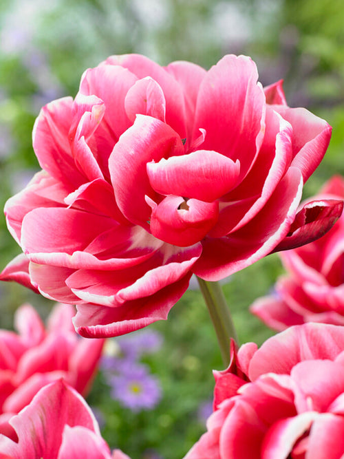 Tulip Columbus - Great as Cut Flower in Bouquet or Vase