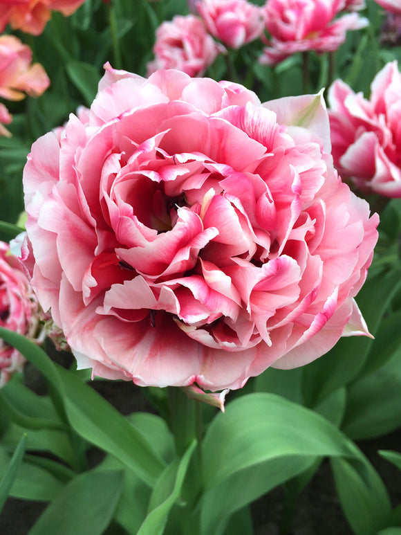 Tulip Columbus Bulbs for UK delivery