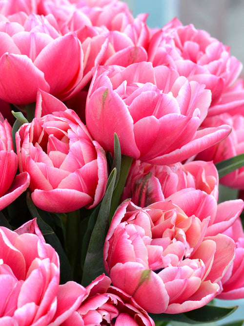 Tulipa Columbus - DutchGrown Flower Bulbs