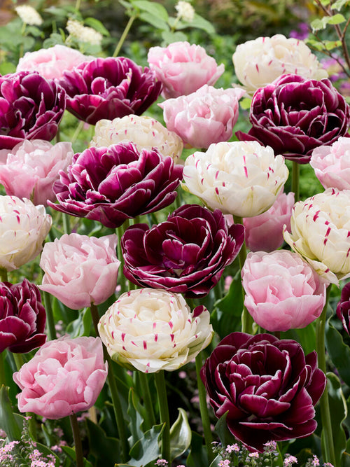 Tulips - Tulip Velvet Morning Collection