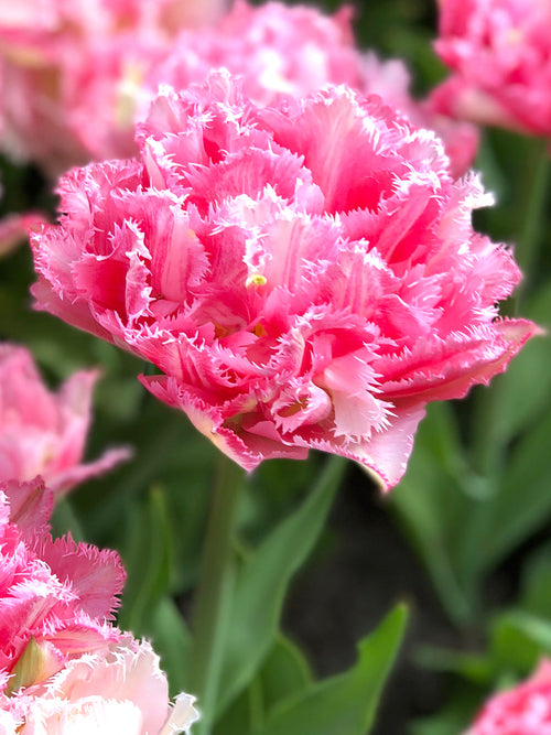 Buy tulip bulbs Crispion Sweet for delivery in the UK