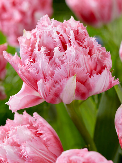 Tulip Bulbs Crispion Sweet - Fringed Peony Pink Tulips