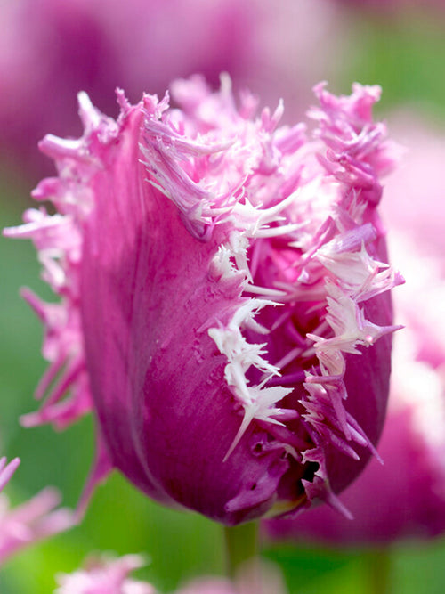 Buy tulip bulbs cummins