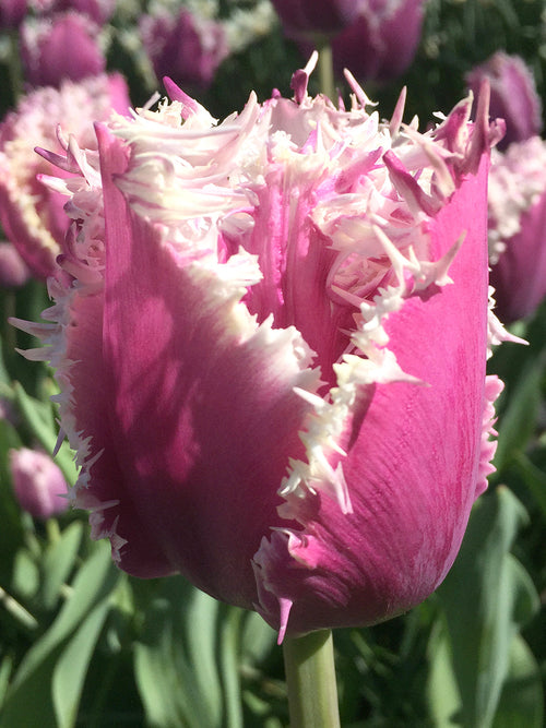 Buy tulip bulbs cummins