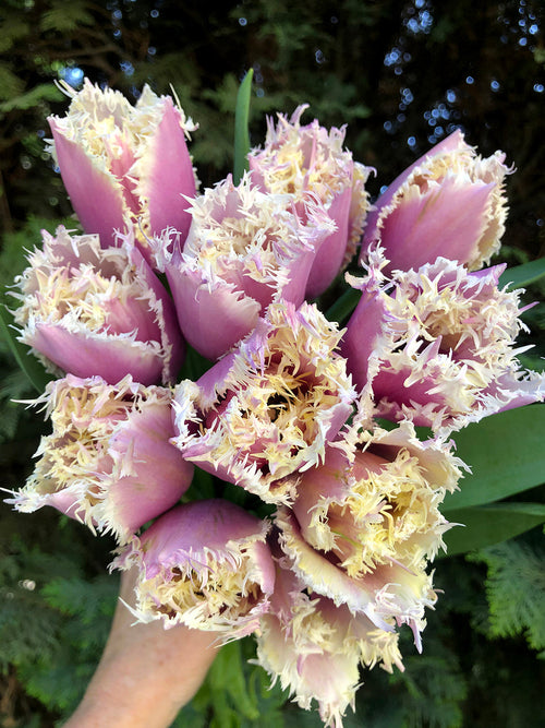 Tulip Bulbs Cummins