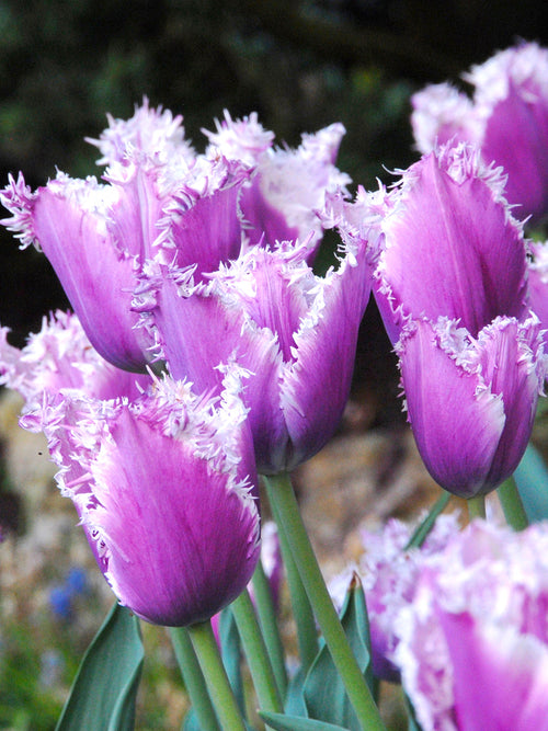 Tulip Bulbs Cummins