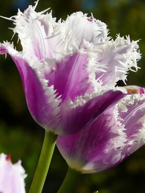 Tulip Cummins bulbs UK Shipping