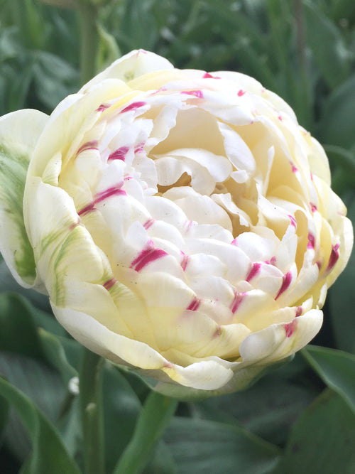 Exclusive Tulip Bulbs from Holland - Tulip Danceline, white, pink, red stripes by DutchGrown