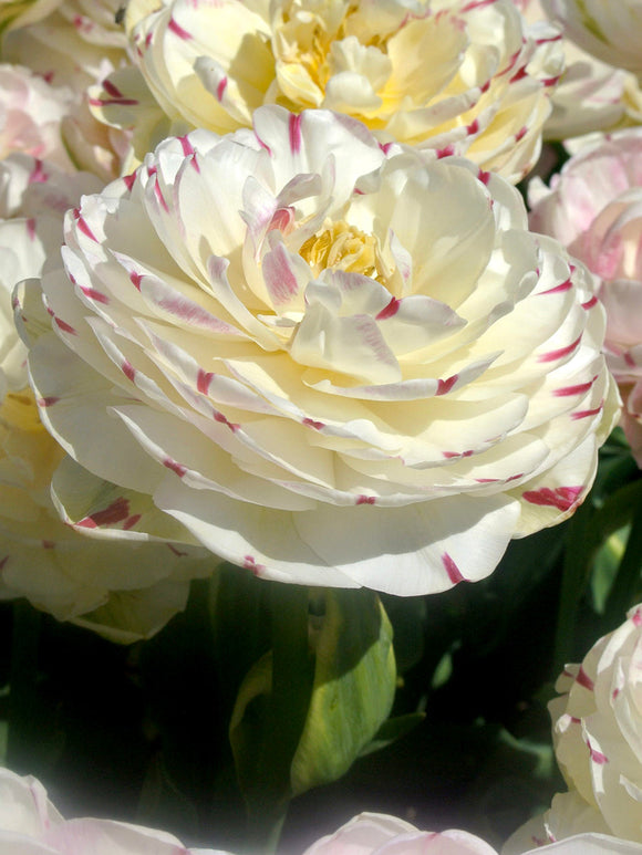 Exclusive Tulip Bulbs from Holland - Tulip Danceline, white, pink, red stripes