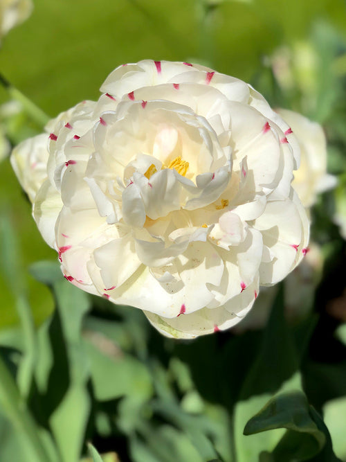 Exclusive Tulip Bulbs from Holland - Tulip Danceline, white, pink, red stripes