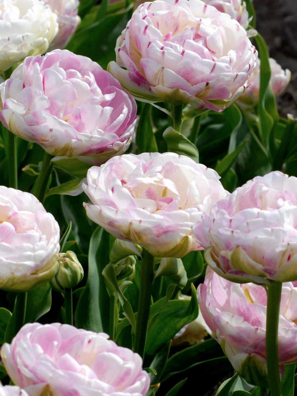 Exclusive Fall Planted Tulip Bulbs from Holland - Tulip Danceline, white, pink, red stripes