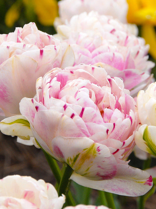Exclusive Fall Planted Tulip Bulbs from Holland - Tulip Danceline, white, pink, red stripes