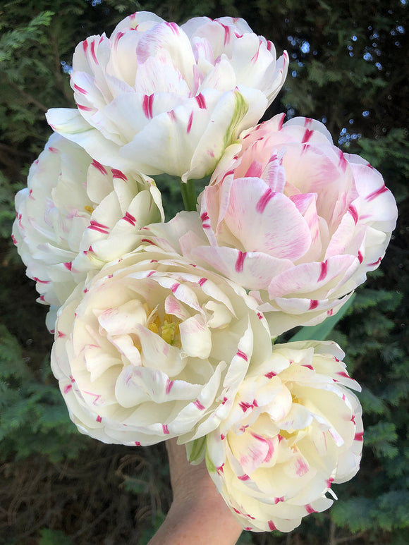 Exclusive Fall Planted Tulip Bulbs from Holland - Tulip Danceline, white, pink, red stripes