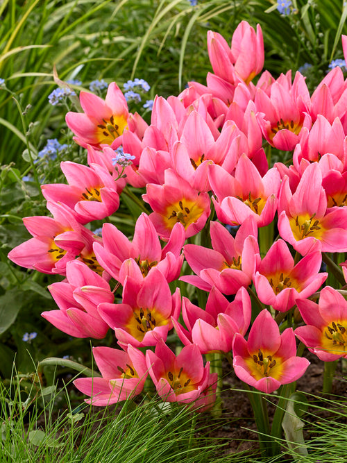 Species Lady Tulip in bloom