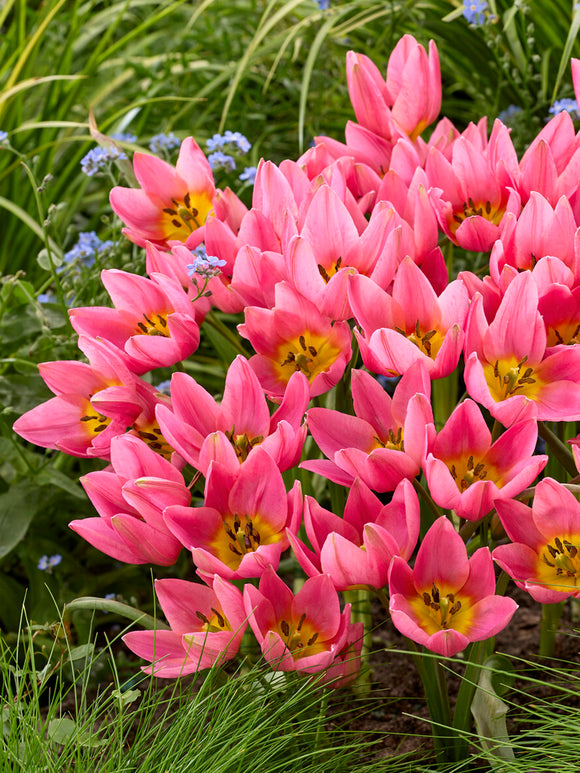 Species Lady Tulip in bloom