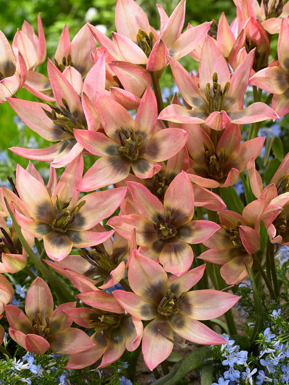 Tulipa clusiana Danique delicate small flowers