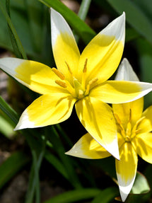 Tulip Dasystemon Tarda