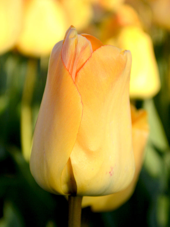 Daydream tulip bulbs