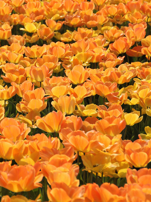 tulip daydream bulbs from Holland