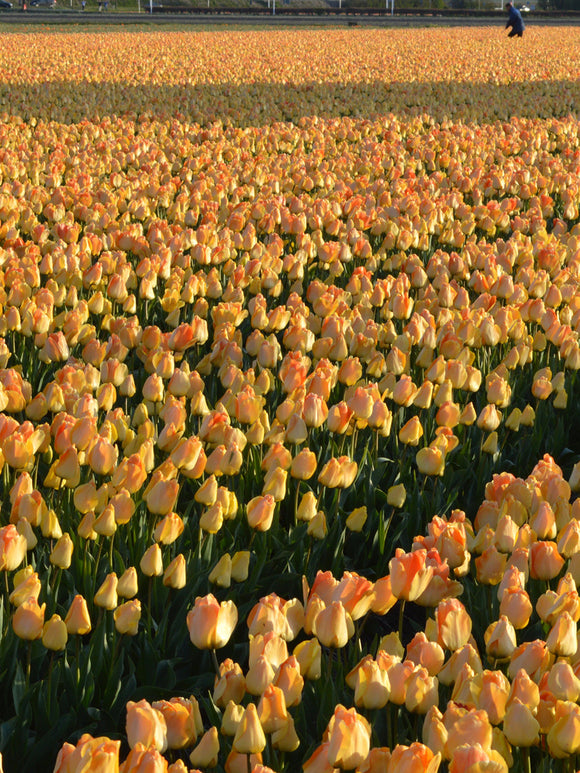 Tulip Daydream Bulbs