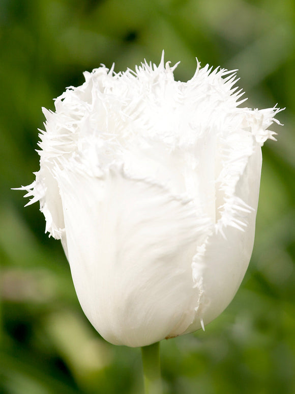 Tulip Fringed Daytona White - Tulip Bulbs