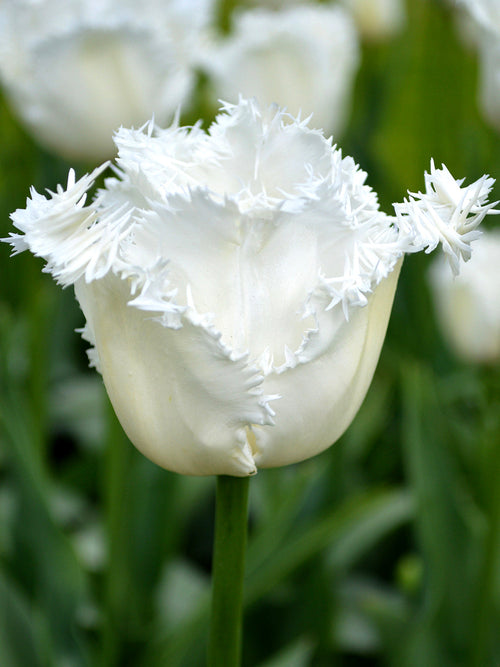 Tulip Daytona Bulbs from Holland