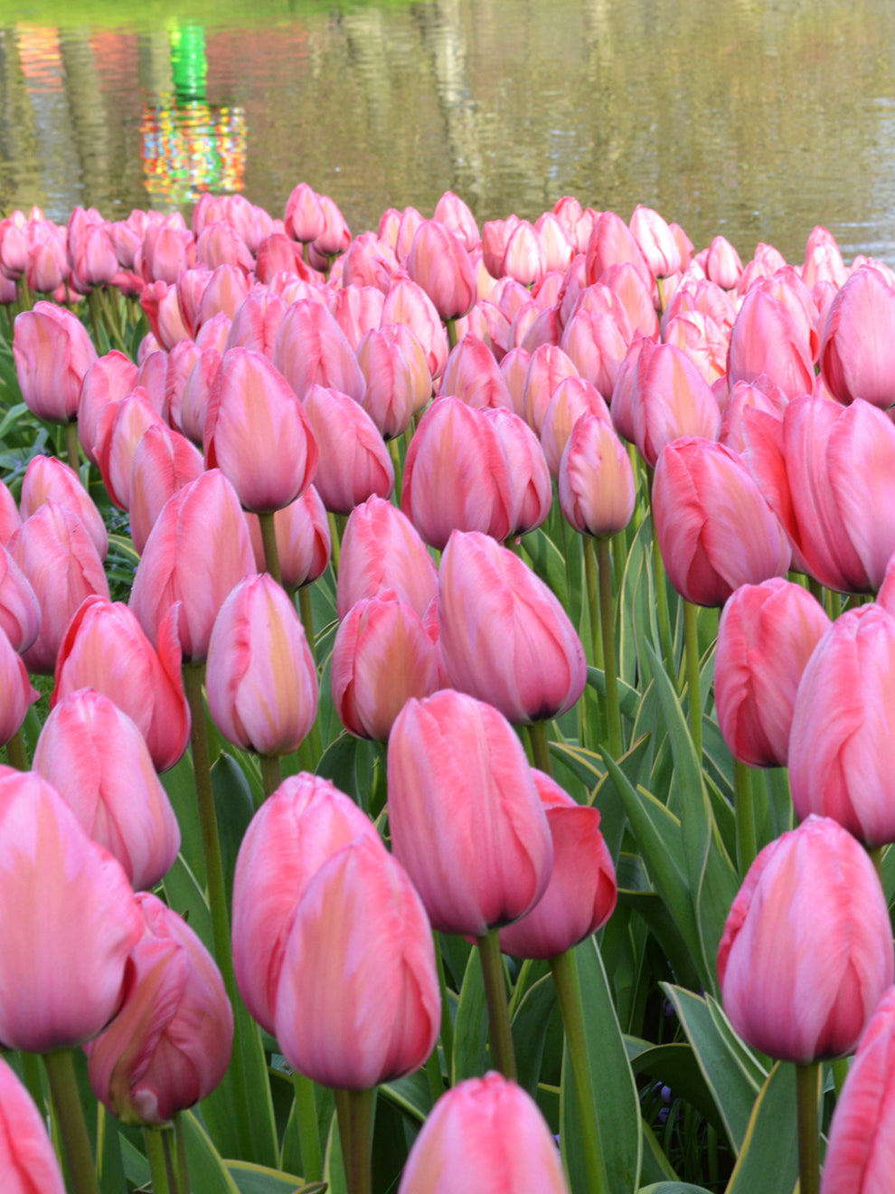 Tulip 'Design Impression' Tulip Bulbs from DutchGrown™ UK