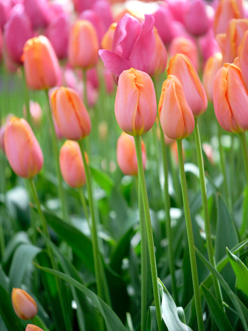 Tulip Bulbs Dordogne