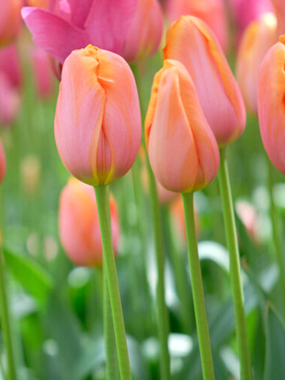 Tulip Bulbs Dordogne