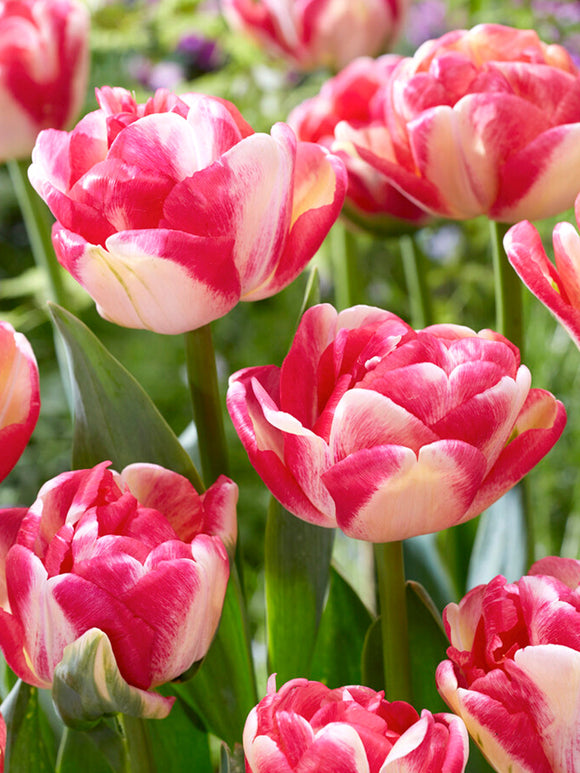 Tulip Flower Bulbs Double Blizz