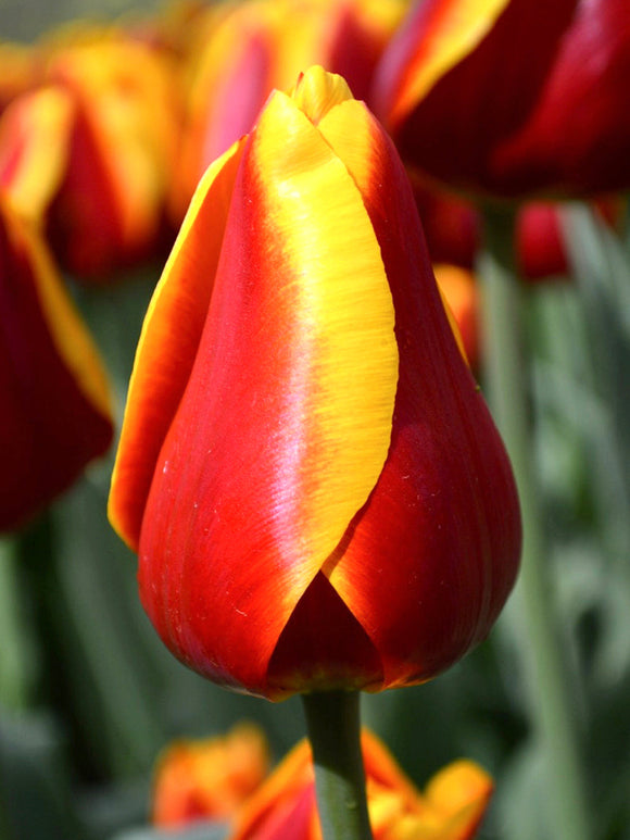Tulip Dow Jones Red Yellow Triumph Flowers