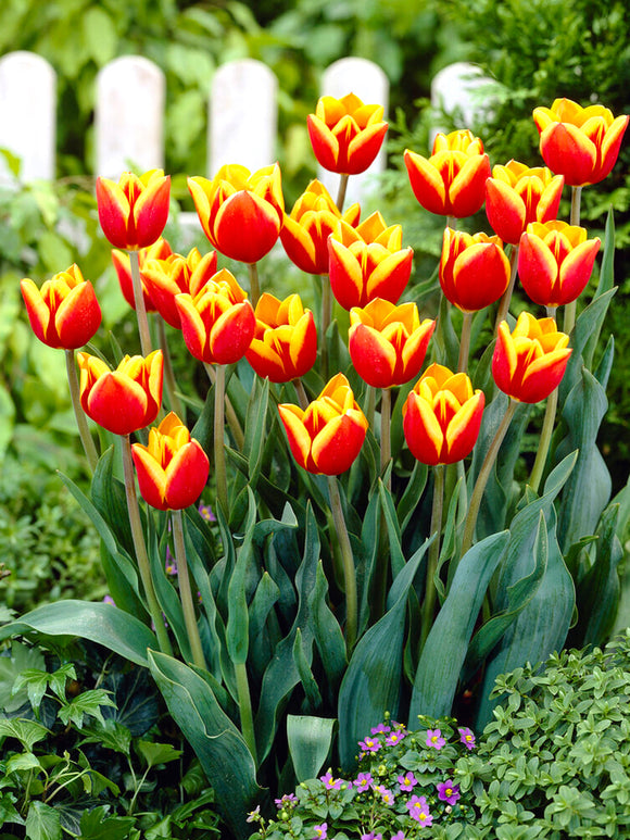 Tulip Dow Jones Bulbs from Holland