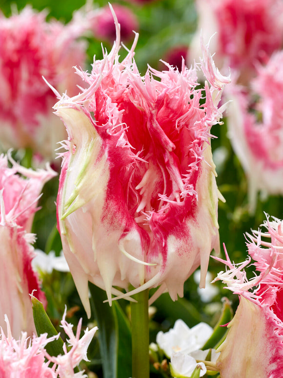 Fringed Drakensteyn tulip flower close‑up